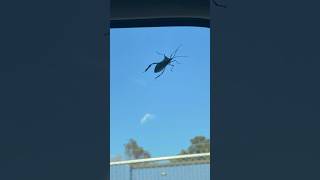 Creepy bug
