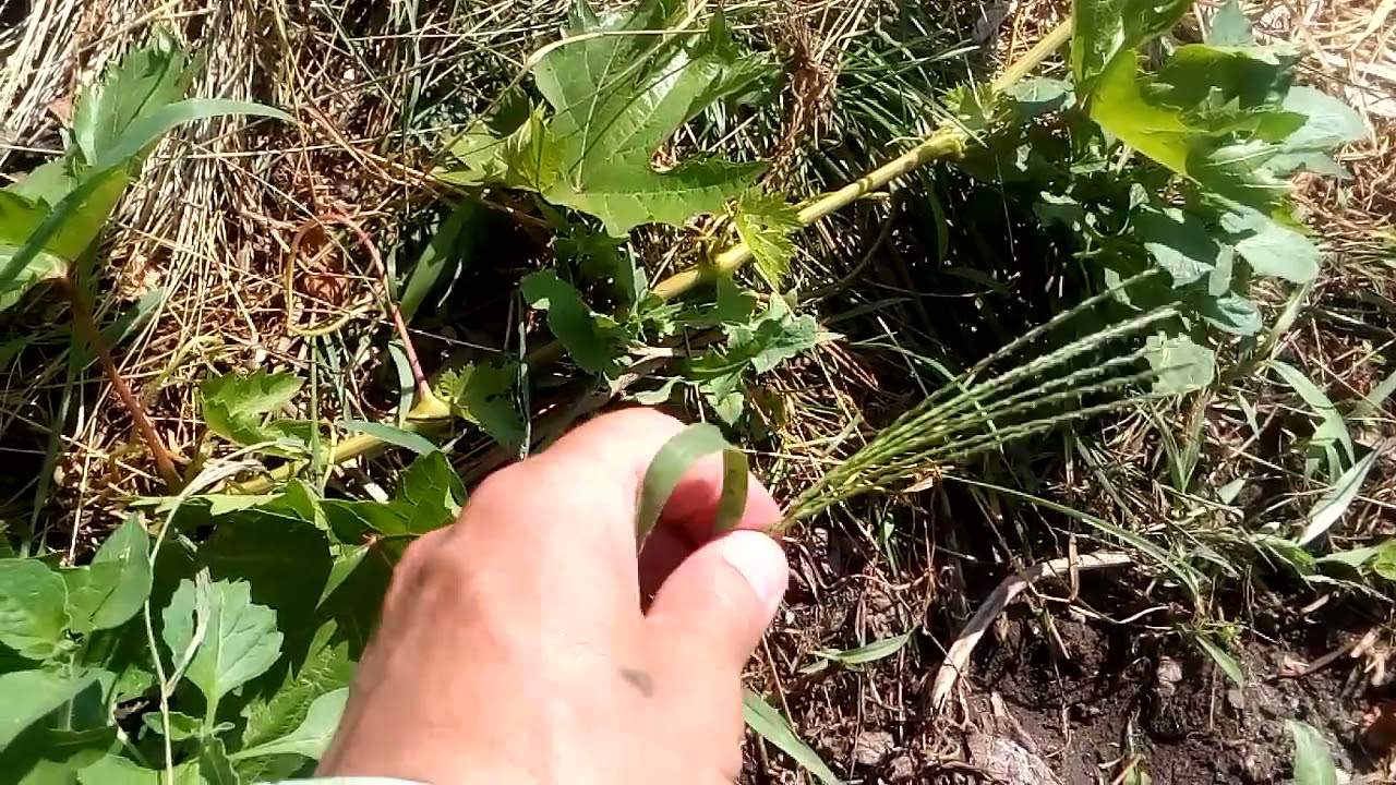 Свинорой пальчатый, или пальчатник (лат. Cýnodon dáctylon) Cynodon dactylon, known as Bermuda grass