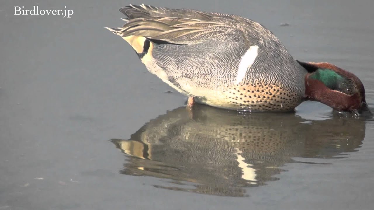 野鳥撮影・ アメリカコガモ Green-winged Teal 2/2 