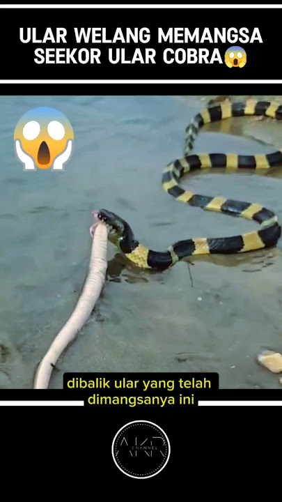 ULAR WELANG MEMANGSA ULAR COBRA BIKIN HEBOH SEMUA ORANG⁉️😱#shorts