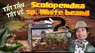 ALL ABOUT VIETNAMESE GIANT CENTIPEDE | SCOLOPENDR SP: THE INSECT DESTROYER ALL ABOUT VIETNAMESE GIANT CENTIPEDE | SCOLOPENDR SP: THE INSECT DESTROYER