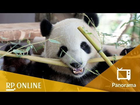 Das sind die Berliner Pandabären Meng Meng und Jiao Qing