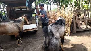 Breading Kambing super Segede Pedet sapi #kambing #kambingetawa #kambingjantan  #goats #breading