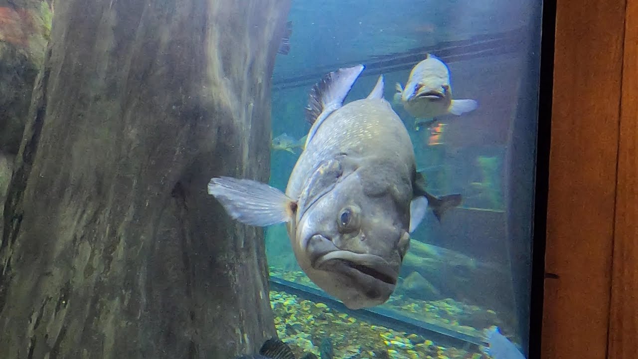 10 Minutes in Cabelas Aquarium - YouTube