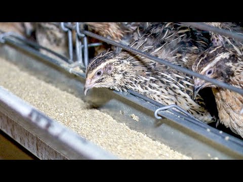 Quail Farming