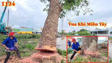 Cây Xà Cừ đường kính hơn 1 mét mà Vua Khỉ Miền Tây cưa hạ luôn nguyên cây . Cutting nacre tree