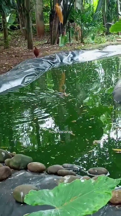 belibiss #viralvideo #birds #bird #views #fyp #velocity #dj #grrrrr #youtubeshorts