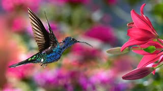 Beautiful Hummingbirds with Soft Instrumental Music Peaceful Inspirational Calming Colorful screenshot 5