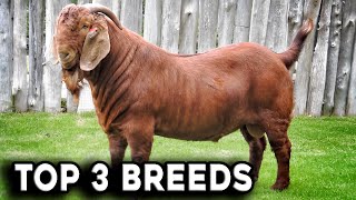 TOP 3 GOAT BREEDS IN SOUTH AFRICA - TOP 3 BREEDS
