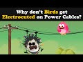 Why don't Birds get Electrocuted on Power Cables? | #aumsum #kids #science #education #children