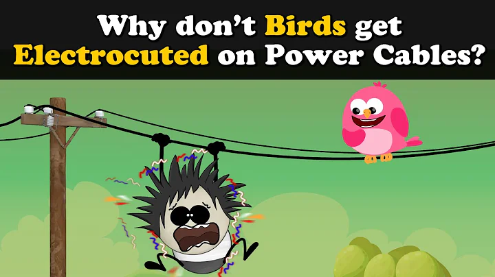 Why don't Birds get Electrocuted on Power Cables? + more videos | #aumsum #kids #education #children