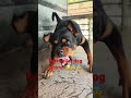 Dangerous Rottweiler Dog Sound 🫣😳🥵🥵 !! Rottweiler dog sound !! #shorts #rottweiler #ytshorts #yt