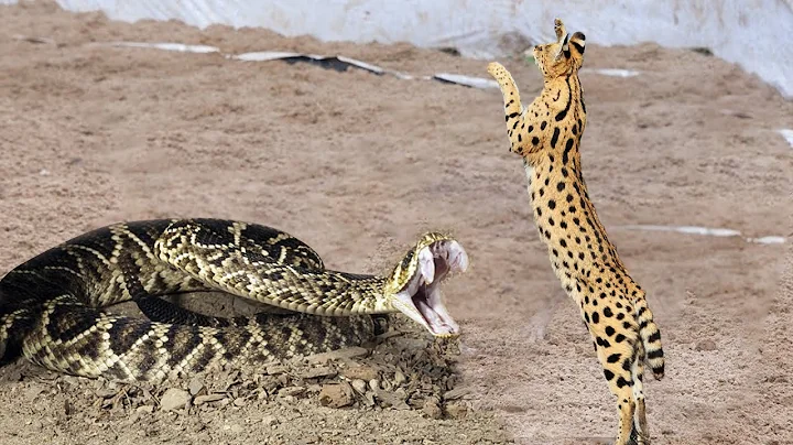 Watch the video about Wild Nature