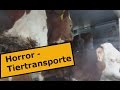 Horror-Transporte aus Österreich