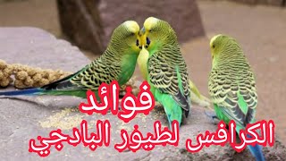 فوائد الكرفس (الكرافس) بالنسبة لطيور الباذجي وطيور الزينة.