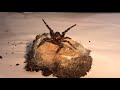 The australian funnelweb spider with craig adams