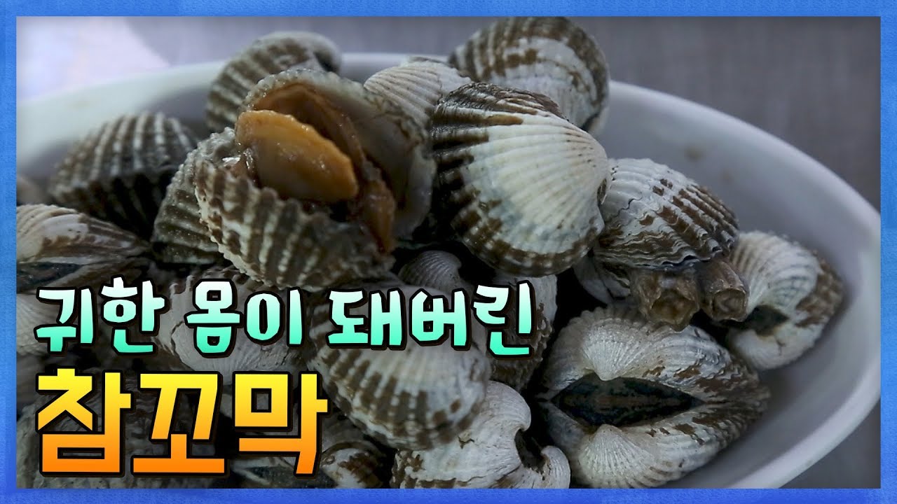 이제는 보기힘든 겨울별미 참꼬막, 양식으로 회복할 수 있을까? [어영차바다야] - YouTube