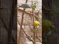 Just a little cutie pie budgie eating green leaves! | Subscribe! #shortsviral