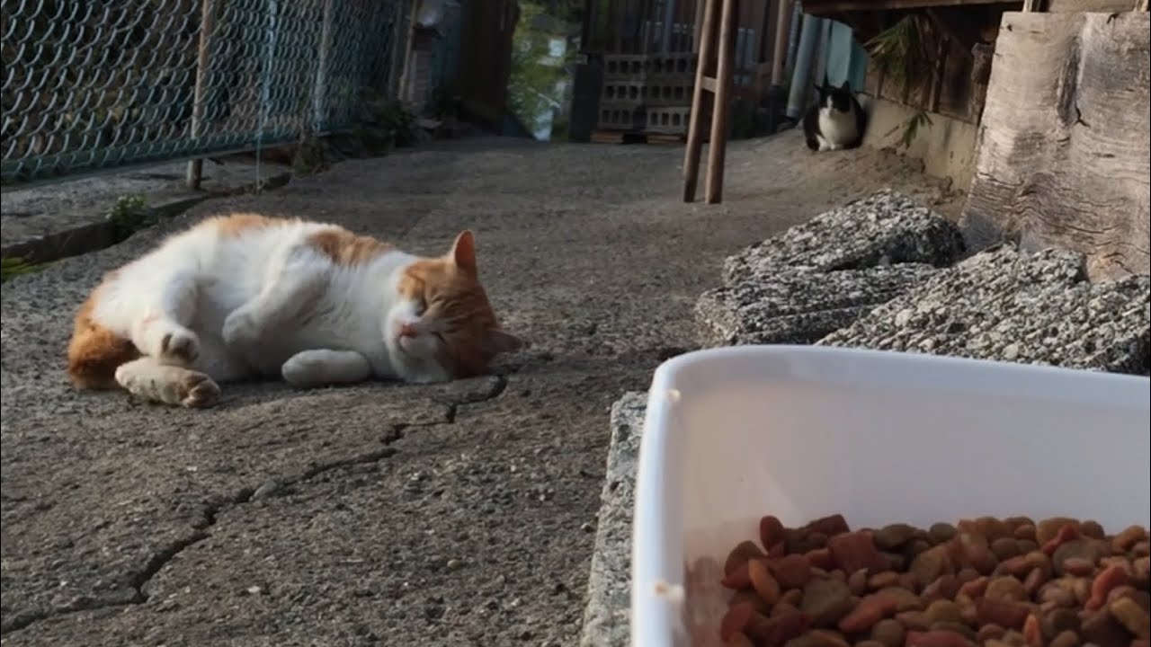 2026.01.14 野良子猫三兄弟のご飯タイム～みーちゃんのゴロゴロ誘惑にはビクともしない～(字幕なし