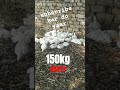 Valli 150kg Chicken party#short #viral//video#motivation #cutebaby #