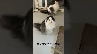 뭔가 바라는게 있는 고양이 #catlovers #attractiveness #cute #cat