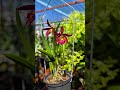 💐Brassavola hoa đổi màu, một dòng lan dễ trồng, dễ hoa #brassavola #Brass #hoalan #orchid #hoadoimau