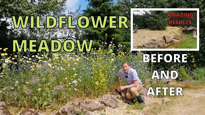 Wildflower Meadow. How to create a wildflower meadow for bees. - DayDayNews