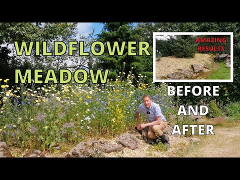 Video: Ano Ang Meadow Turf – Wildflower Meadow Lawn Areas Para sa Wildlife