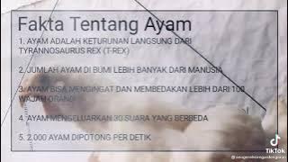 story 'wa fakta tentang ayam broiler..