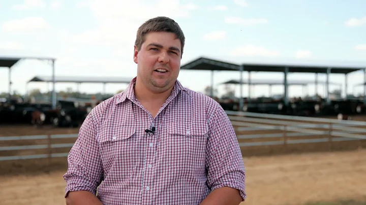 Why Ovens Junction feedlot invested in hay sheds for shade and shelter