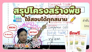 สรุปโครงสร้างพืช ราก ลำต้น ใบ ใน 1 คลิป ใช้สอบได้ทุกสนาม