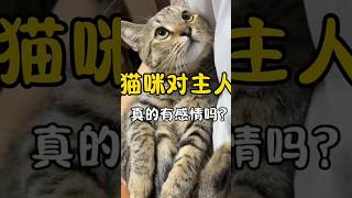 猫咪真的会对主人有感情吗？#科学养猫 #新手养猫 #科学养宠攻略 #养猫人 #猫咪情感 #养猫经验分享 #貓咪日常