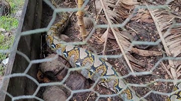 Brunei Animal Kingdom: 3m Reticulated Python Eats a Chicken!