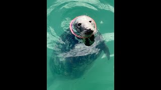 Seal freed from fatal frisbee ring