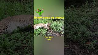 Happy Cinco De Meow! Part 2 Of 3