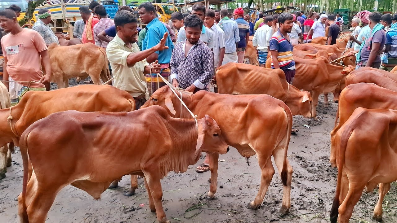 আজ ২৮/২/২৬ | সাতক্ষীরা, চট্রগ্রাম ও টাঙ্গাইলের খামারীরা কেমন দামে শাহিওয়াল বাছুর কিনছেন