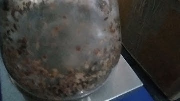 solid state fermentation result