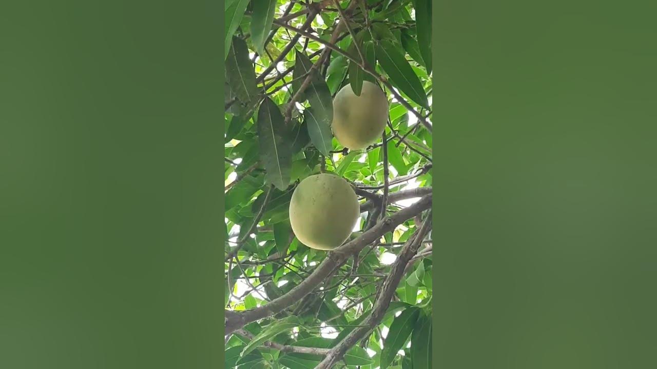 Malgova mango|malgova mango telugu|malgova|telugu|vvspantalu - YouTube