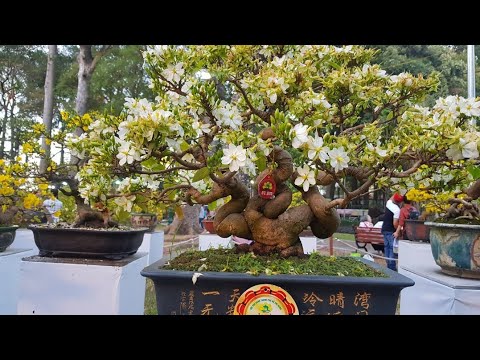 dimsum bạch mai Update 2022 Xem Cây Bạch Mai Đạt Giải Vàng 🥰 Tết 2020 Tao Đàn