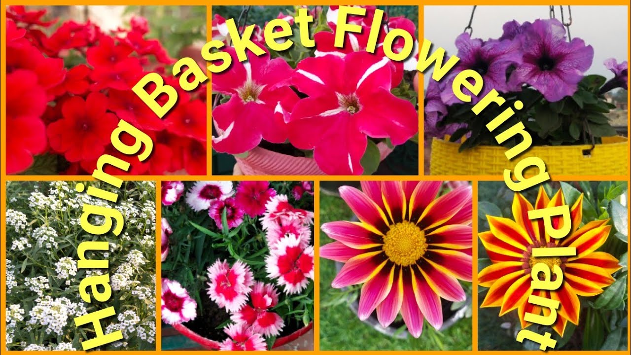 Best hanging basket flowering plant for winter||winter special