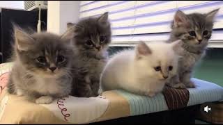 Cute kittens watching vacuum robot passing by them @petitesiberians6389