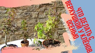 Что необходимо делать осенью с верхушкой бонсай? Pruning bonsai in autumn