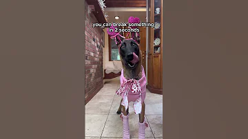 We Are Beyond Grateful To Share That Sona Has Finally Found Her Forever Home Fosterdog 