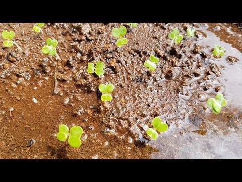 Βίντεο: Αναγέννηση φυτών Bok Choy - Πώς να Αναγεννήσετε το Bok Choy στο νερό