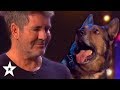 DOG Magician Makes Simon Cowell CRY On Britain's Got Talent 2019! | Got Talent Global