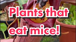 Nepenthes Eating Mice