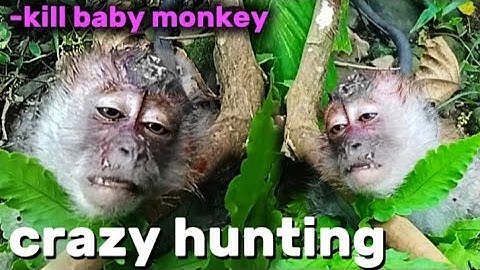 TEMBAK BAYI KERA,SEMAKIN BANYAK‼️ berburu kera // monkey hunting // kill baby monkey