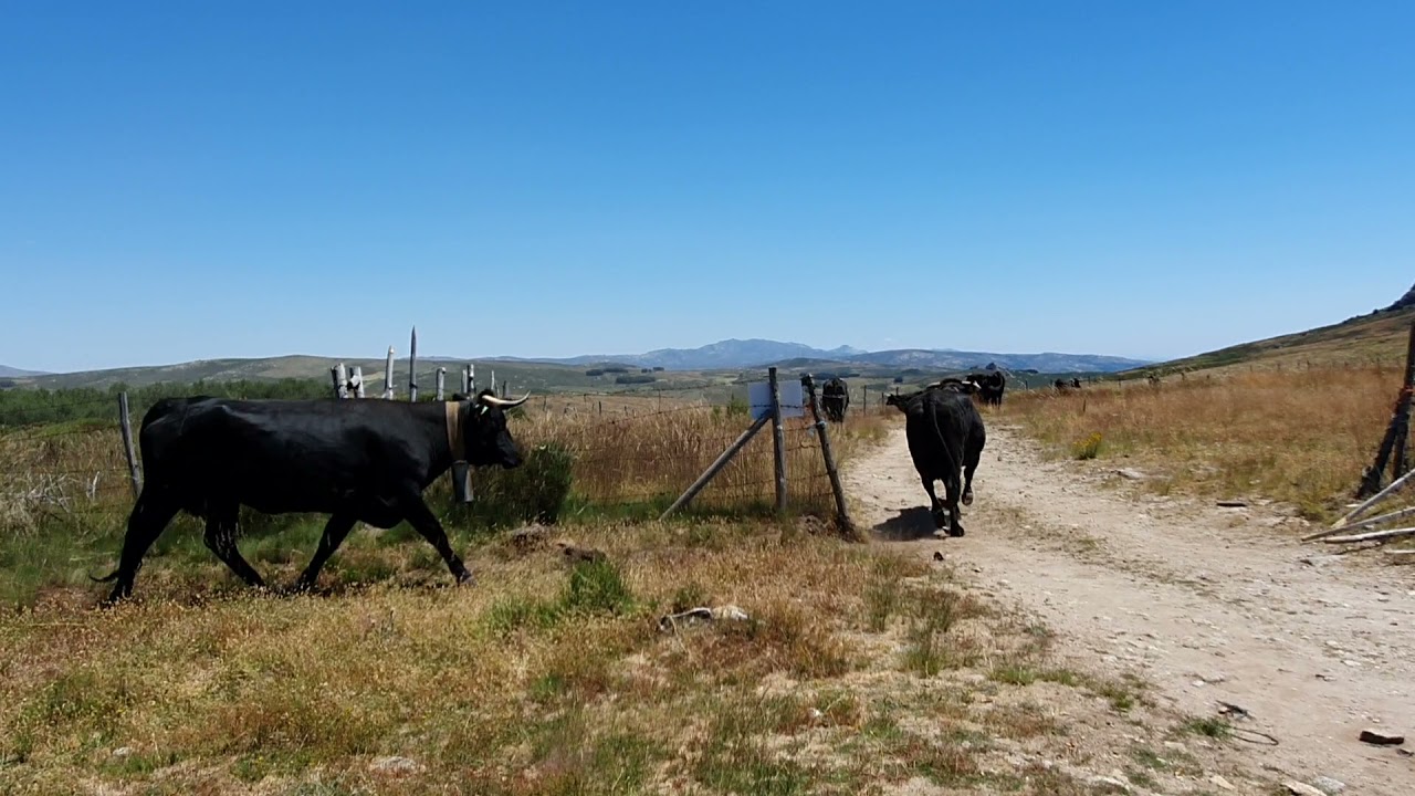 #GanaderíaApausa #Avileñas #Gredos