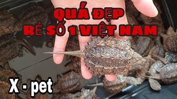 BÓC HỘP 50 CON RÙA COMMON SNAPPING Cực sốc  (open the box of 50 common snapping turtles) X - pet
