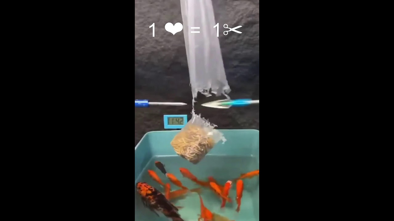 Прямая трансляция пользователя Rescrutor